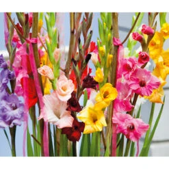 Gladiolus Large Flowering Blend (Pack Of 30)