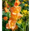 Gladiolus Large Flowering Olympic Flame (Pack Of 10) -VICTOR Big Department Store Gladiolus Olympic Flame