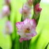 Gladiolus Large Flowering Priscilla (Pack Of 10) -VICTOR Big Department Store Gladiolus Priscilla