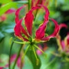 Gloriosa Rothschildiana Lily (Pack Of 1) -VICTOR Big Department Store Gloriosa Rothschildiana Lily