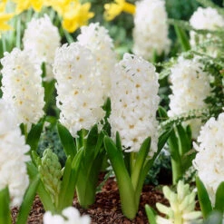 Bee Bulb Collection - White (Pack Of 50) -VICTOR Big Department Store Hyacinth Carnegie