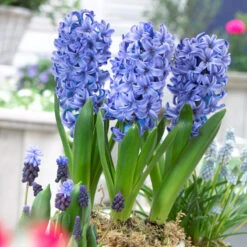 Bee Bulb Collection - Blue (Pack Of 50) -VICTOR Big Department Store Hyacinthus Delft Blue