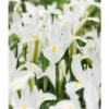 "White Excelsior" Dutch Iris Bulbs (Pack Of 10) -VICTOR Big Department Store Iris Dutch White Excelsior