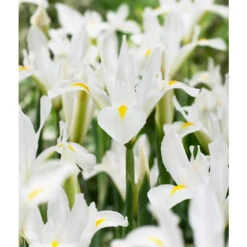 "White Excelsior" Dutch Iris Bulbs (Pack Of 10)