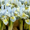 "Katherine Hodgkin" Dwarf Iris Bulbs (Pack Of 20) -VICTOR Big Department Store Iris Dwarf Katherne Hodgkin