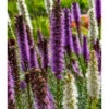 Liatris Spicata Mixture (Pack Of 10) -VICTOR Big Department Store Liatris Spicata Mixture