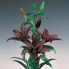Lilium Asiatic Landini (Pack Of 2) -VICTOR Big Department Store Lily Asiatic Landini