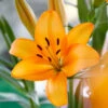 Lilium Asiatic Mandarin Star (Pack Of 2) -VICTOR Big Department Store Lily Asiatic Mandarin Star