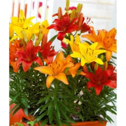 Lilium Asiatic Sunset Blend (Pack Of 8)