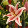 Lilium Oriental Dizzy (Pack Of 2) -VICTOR Big Department Store Lily Oriental Dizzy