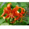 Lilium Tiger Splendens (Pack Of 2) -VICTOR Big Department Store Lily Tiger Splendens