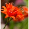 Nerine Sarsiensis Red (Pack Of 2) -VICTOR Big Department Store Nerine Red 1