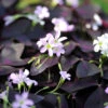 Oxalis Triangularis (Pack Of 5) -VICTOR Big Department Store Oxalis triangularis