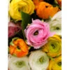 Ranunculus Aviv Mixture (Pack Of 10) -VICTOR Big Department Store Ranunculus Aviv Mixture