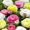 Pastel Peonies Ranunculus Bulb Blend (Pack Of 25) -VICTOR Big Department Store Ranunculus Pastel Peonies