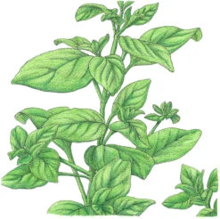 Organic Marjoram 7 Organic Marjoram -VICTOR Big Department Store SNV8094 a