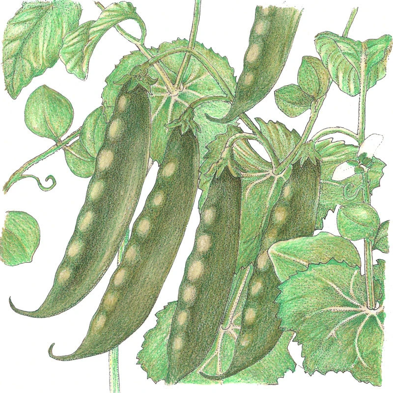 Mammoth Melting Pea Seeds (Organic) 4 Mammoth Melting Pea Seeds (Organic) - Image 2