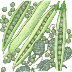 Progress #9 Pea Seeds (Organic) -VICTOR Big Department Store SNV8116 a