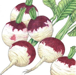Purple Top White Globe Turnip Seeds (Organic) -VICTOR Big Department Store SNV8200 a