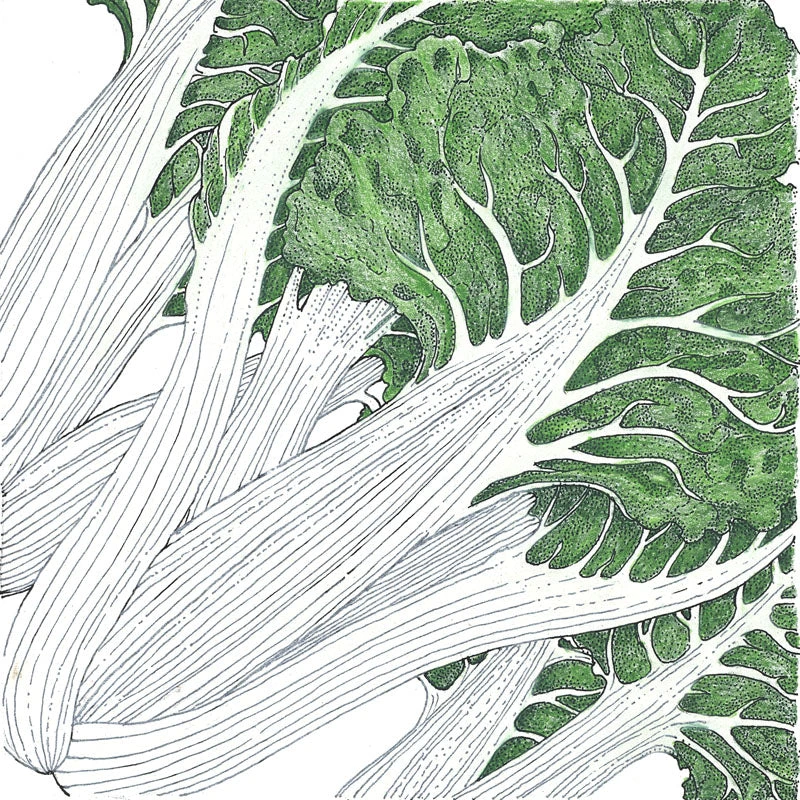 Fordhook Giant Chard Seeds (Organic) 4 Fordhook Giant Chard Seeds (Organic) - Image 2