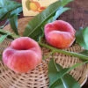 Potted Scarlet Halo Donut Peach Tree -VICTOR Big Department Store Scarlet Halo Donut Peach