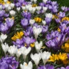Snow Crocus Bulb Mix (Pack Of 40) 2 Snow Crocus Bulb Mix (Pack Of 40) -VICTOR Big Department Store Snow Crocus Bulb Mix