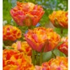 "Royal Centennial" Double Late Peony Tulip Bulbs (Pack Of 6) -VICTOR Big Department Store Tulip Double Late Peony Royal Centennial