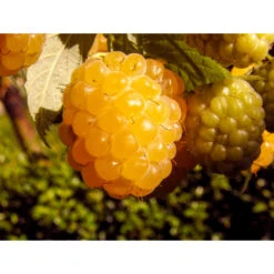 Raspberry Yellow Honey Queen