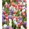 Yes! Spring! Crocus And Tulip Bulb Mix (Pack Of 35) -VICTOR Big Department Store Yes Spring Crocus and Tulip Mix