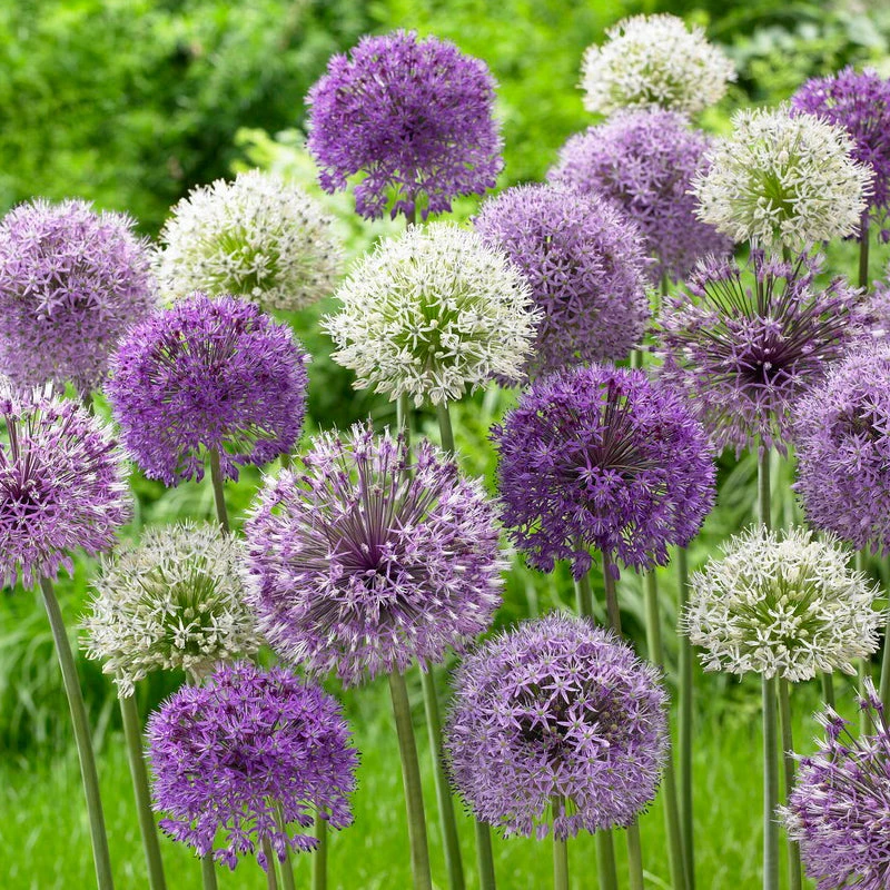 "Elegant" Allium Bulbs (Pack Of 18) 3 "Elegant" Allium Bulbs (Pack Of 18)