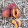 Autumn Marble Peach Tree -VICTOR Big Department Store autumn marble peach B