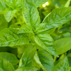 Organic Basil, Sweet (pack) -VICTOR Big Department Store basil a