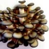 Black Oyster Mushroom Kit -VICTOR Big Department Store black oyster mushroom kit