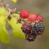 Raspberry - Black Munger -VICTOR Big Department Store black raspberries a