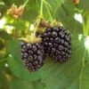 Blackberry - Triple Crown (Thornless) -VICTOR Big Department Store blackberry triple crown thornless each