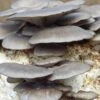 Blue Oyster Mushroom Kit 1 Blue Oyster Mushroom Kit -VICTOR Big Department Store blue oyster mushroom kit
