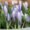 "Blue Pearl" Snow Crocus Bulbs (Pack Of 20) -VICTOR Big Department Store blue pearl crocus