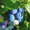 Organic Blueberry Toro (Ea) -VICTOR Big Department Store blueberry on plant