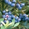Blueberry - Sunshine Blue (Mid-Late Harvest) -VICTOR Big Department Store blueberry sunshine blue mid late harvest