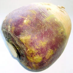 Organic Rutabaga, Joan (1 Oz) -VICTOR Big Department Store brassica napus subsp rapifera 1