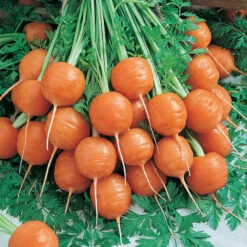 Parisian Carrot Seeds (Organic) -VICTOR Big Department Store carrot parisian