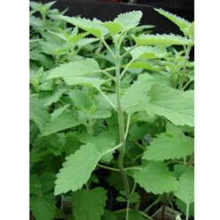 Organic Catnip -VICTOR Big Department Store catnip web