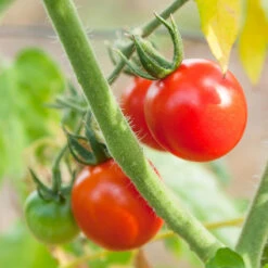 Chadwick Cherry Tomato Seeds (Organic) -VICTOR Big Department Store chadwick 2 11