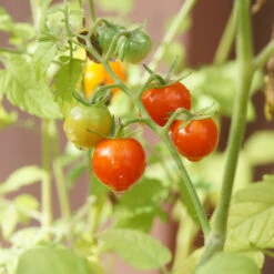 Chadwick Cherry Tomato Seeds (Organic) -VICTOR Big Department Store chadwick cherry 1