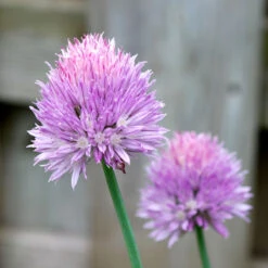 Organic Chives, Common -VICTOR Big Department Store chives flower 1
