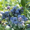 Organic Blueberry Colibri (Ea) -VICTOR Big Department Store colibri blueberry BYB