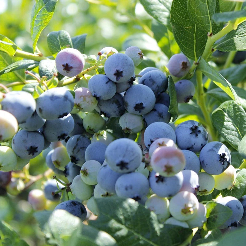 Organic Blueberry Colibri (Ea) 3 Organic Blueberry Colibri (Ea)