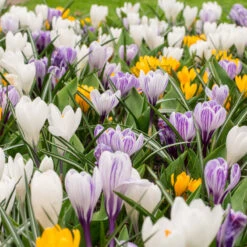 Giant Crocus Bulb Mix (Pack Of 30) -VICTOR Big Department Store crocus giant mixed