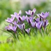 "Spring Beauty" Crocus Bulbs (Pack Of 15) -VICTOR Big Department Store crocus snow spring beauty