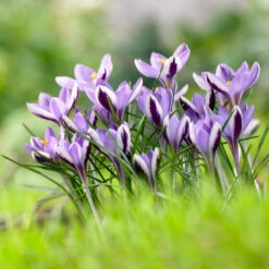 "Spring Beauty" Crocus Bulbs (Pack Of 15)